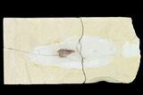 Cretaceous Fossil Squid With Ink Sac - Lebanon #162758-1
